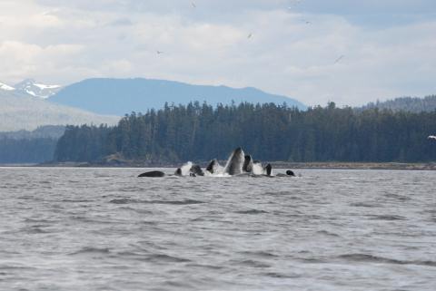 Humpback whales ?bubble feeding?, herding herring up to the surface as a group