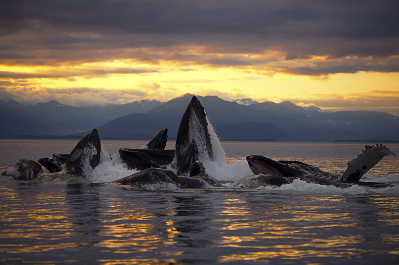Humpback whales bubble-feeding, Icy Strait, AK