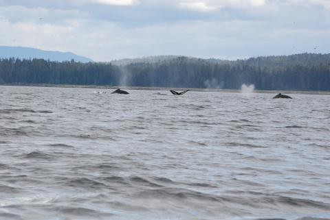 Humpback whales getting ready to dive.