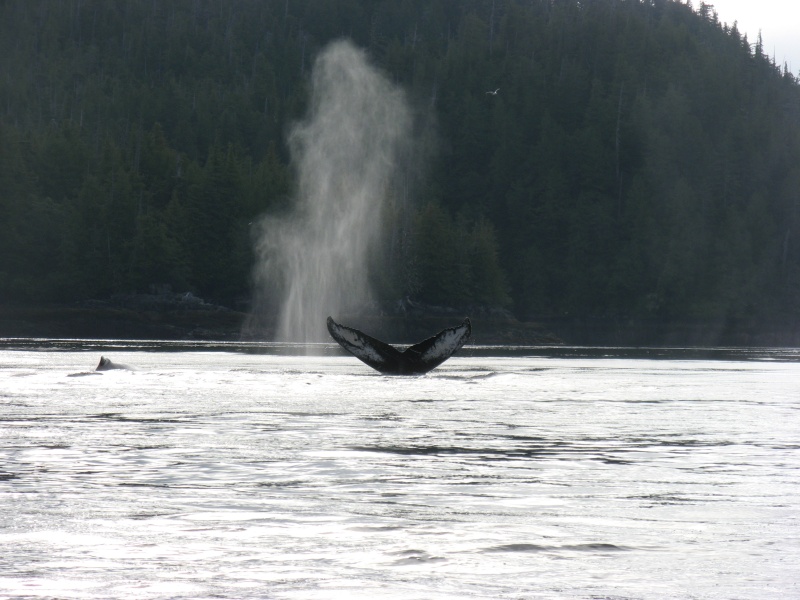 Humpback whales inside Work channel.  Sept 2011