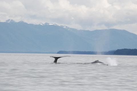 Humpback Whales, North Kupreanof Island
