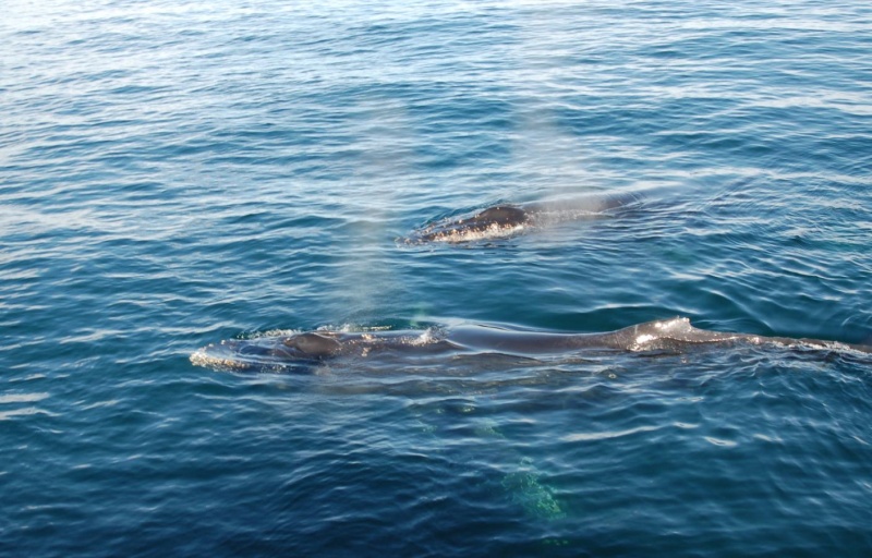 humpback1