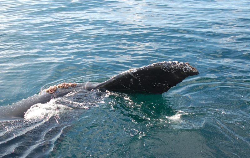humpback4