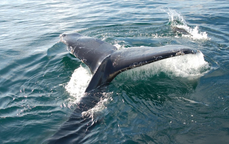 humpback5