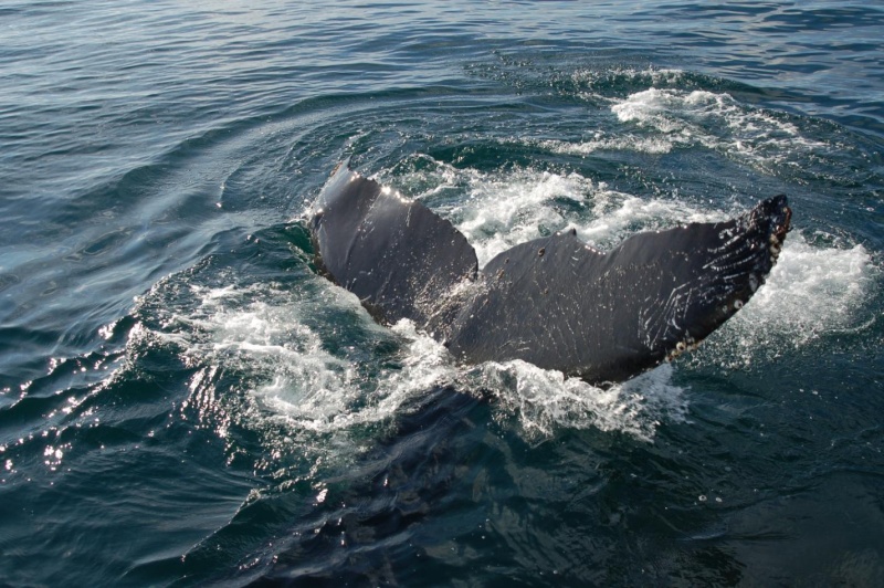 humpback6