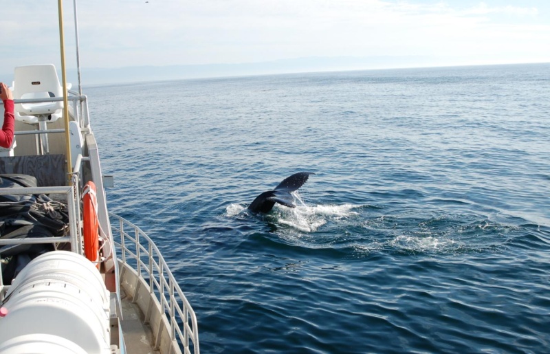 humpback7