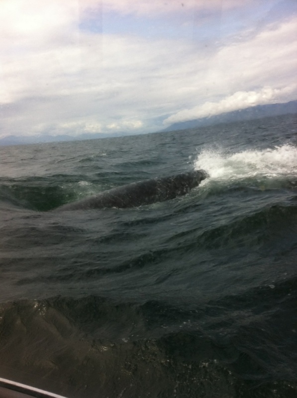 Humpbacks at Vallenar Bay. Look close at the bottom you just see one going under us.