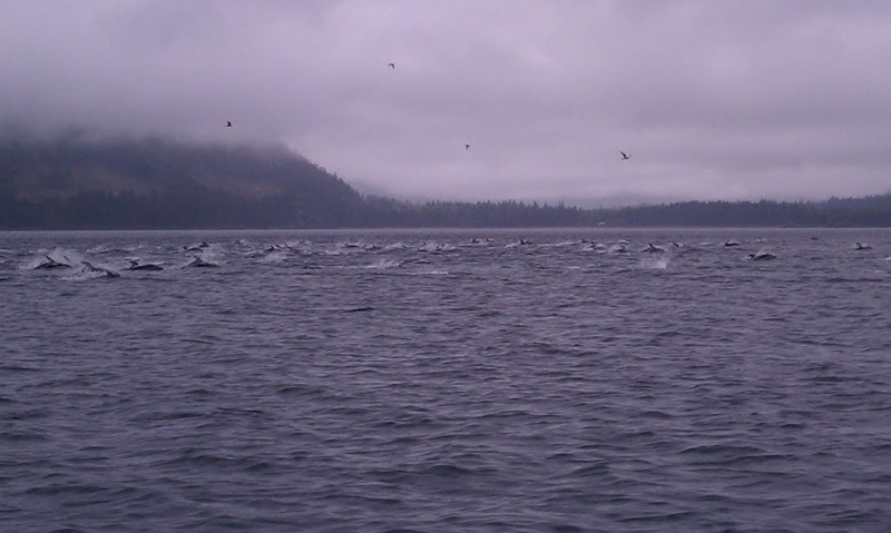 hundreds of dolphins around us