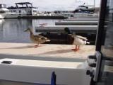 Hungry ducks that almost jumped in boat