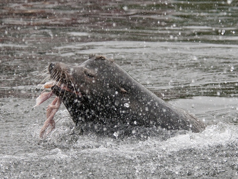 Hungry Sea Lion Neah Bay, Wa