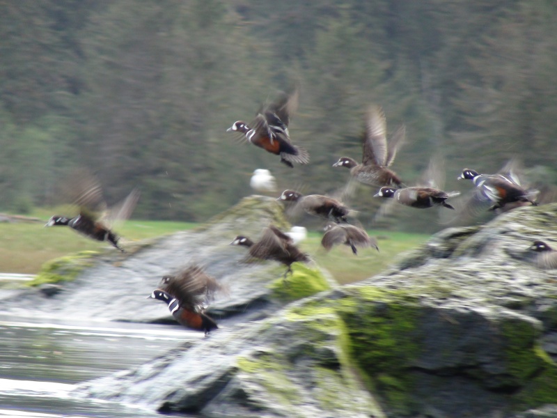 I disturbed them so now in flight