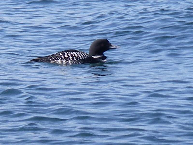 I have never seen as many Loons as I have this spring. Beautiful birds.