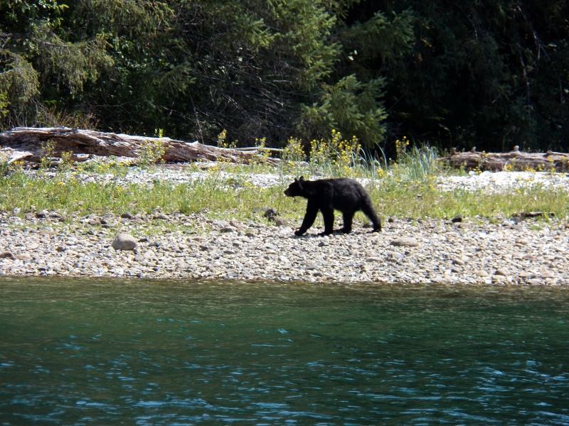 I headed for Deserted Bay on the Deserted River near a place marked "Ruins."  I saw this guy on the way.