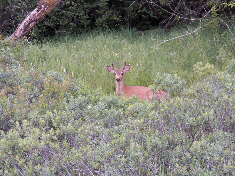 I let the boat drift into the shore vegetation, climbed up on the gunnel, and took this picture.  He doesn't seem too concerned.