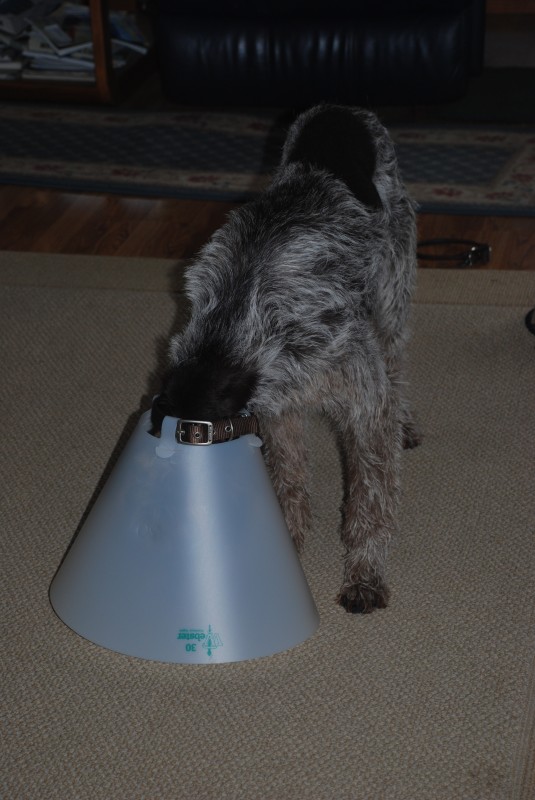 I may change my name to "Hoover" or "Electrolux"...