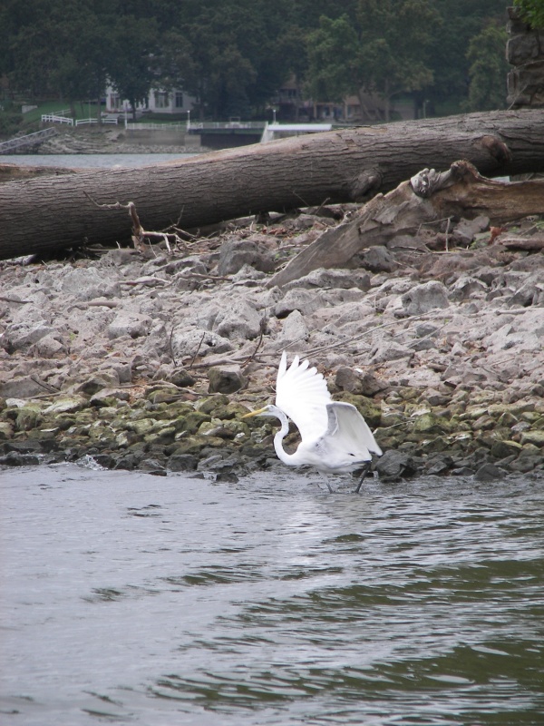 I may not be able to snap a dolphin jumping, but I did manage to get this heron taking to the air.