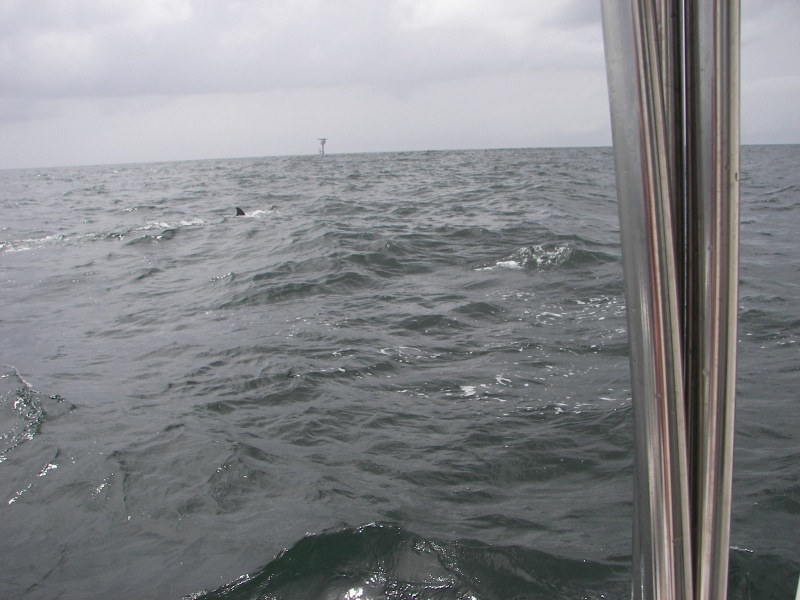 I never could get a great photo of the dolphins jumping. Too much camera delay. Christopher did, though. I'll get those on soon.