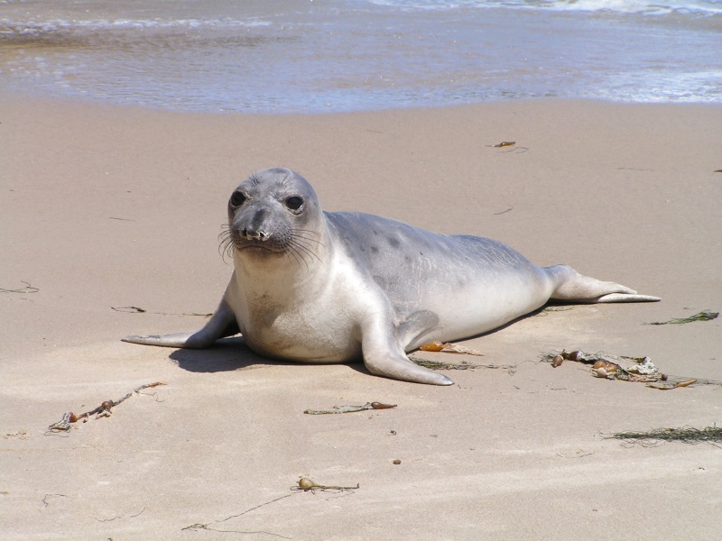 I was told this is a juvenile elephant seal. Not many visitors!