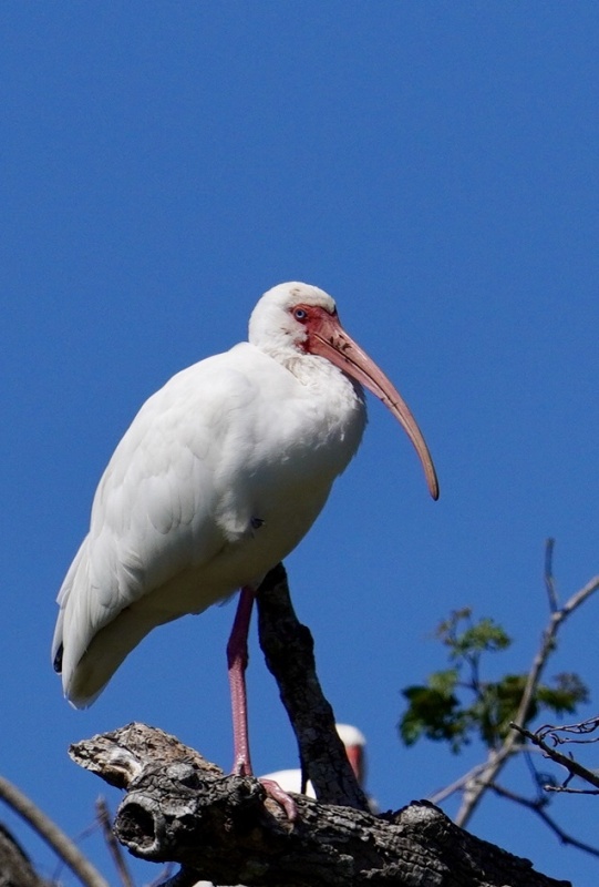 Ibis