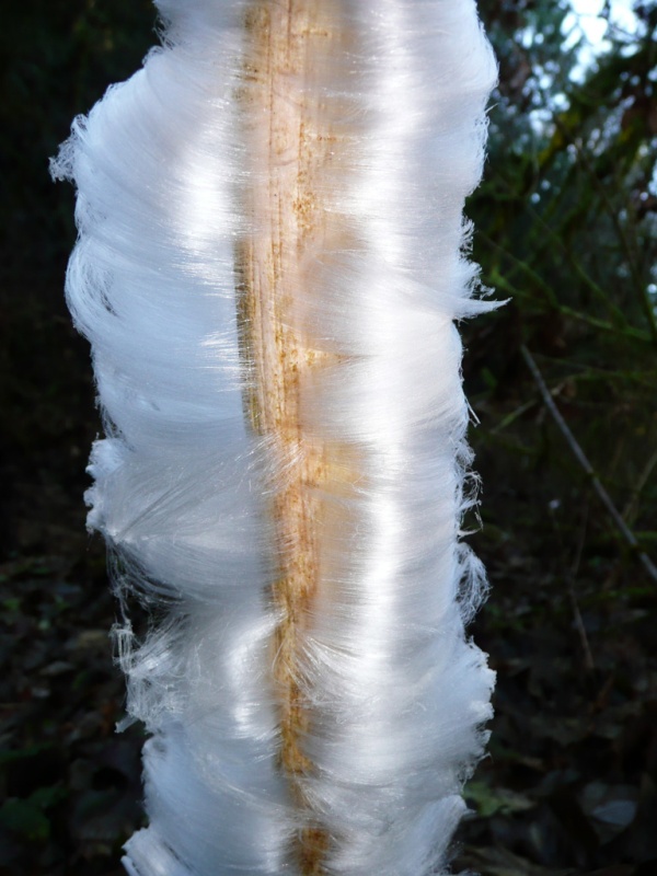 Ice Flower - they grow up my creek when conditions are right.