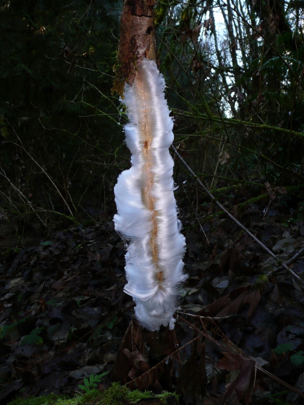 ice-flower2