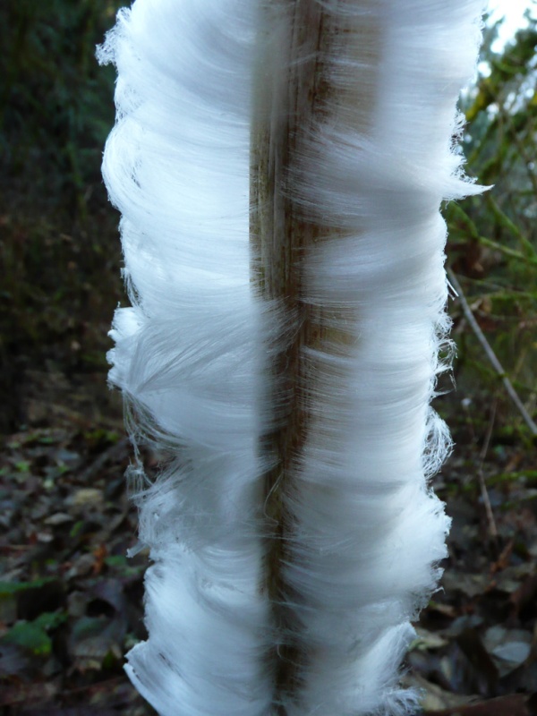 ice-flower3