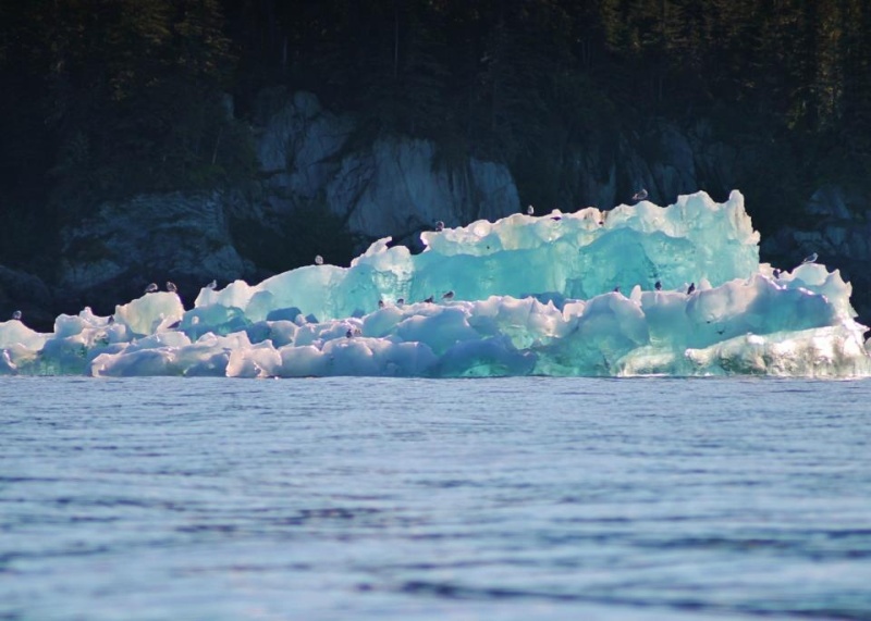 Iceberg bird motel