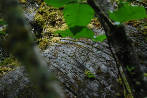 If you look really close, you can see 1906 carved here. This is where the face of the Mendenhall Glacier was in 1906. We did some real sluething on the advice of a local to find it.