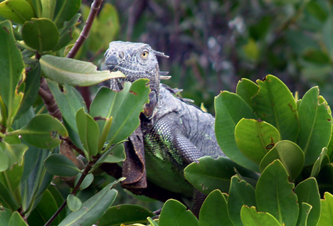 Iguana in the mangroves