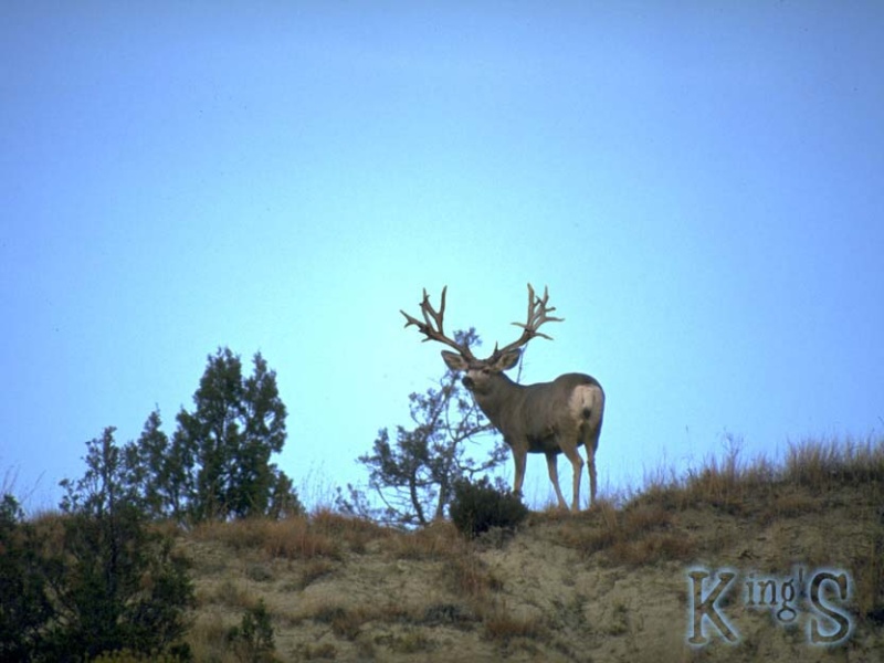 image0033