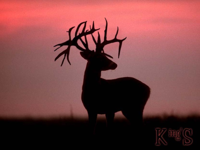 image0044