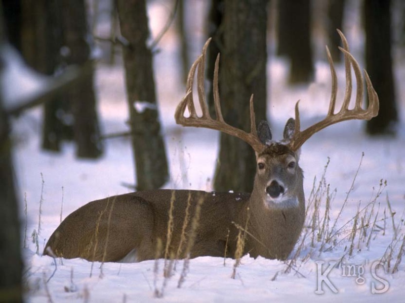 image0066