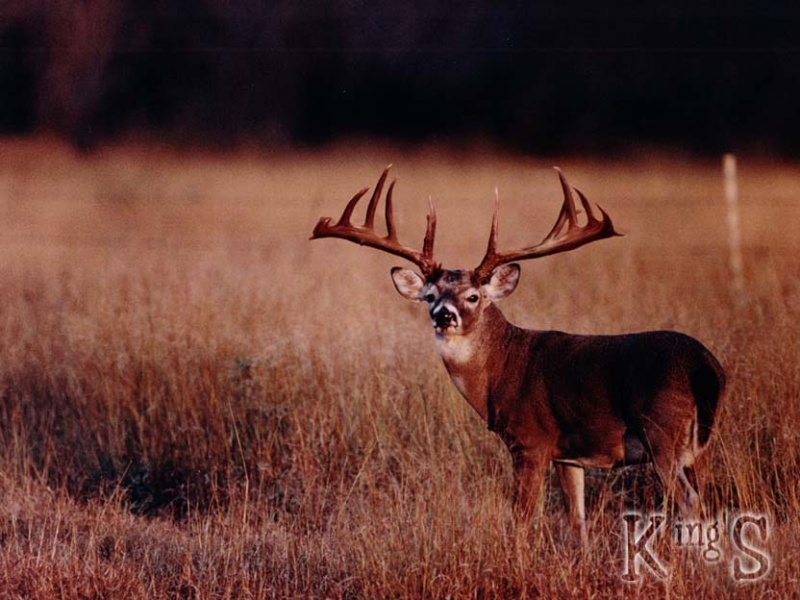 image0088