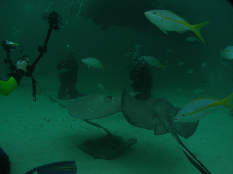 IMG 0081