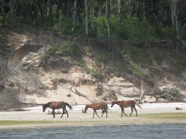 IMG 0415  More of the ponies on the beach at Cumberland Is.