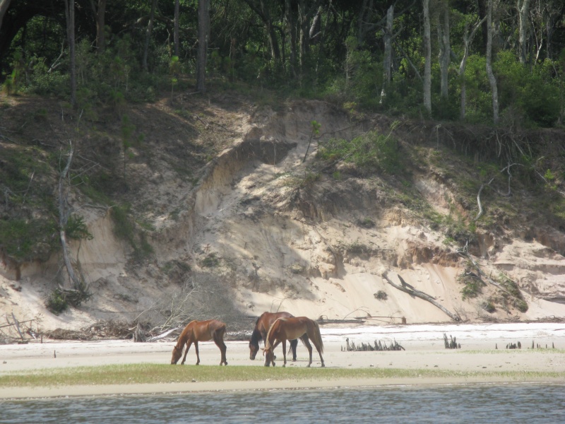 IMG 0416  Wild Ponies on the beach at low tide to eat exposed sea grasses on Cumberland Is.