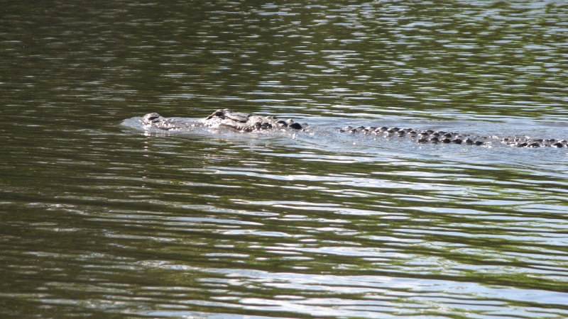 In a secluded dead end canal anchorage off of the Okeechobee WW, we were joined by Mr. Jaws.