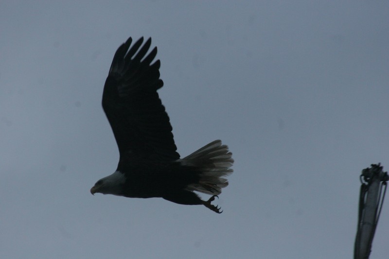 IN FLIGHT.jpg