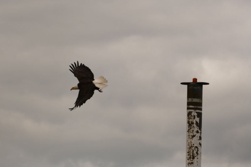 In flight