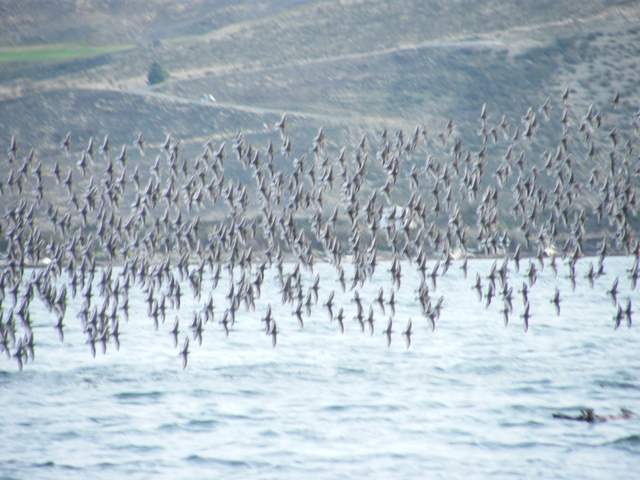 Incredible formation flying.