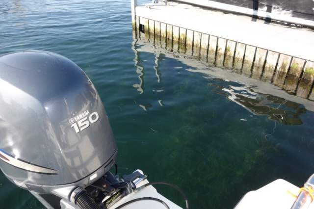 Invasive waterfoil grows up to 8 feet tall in clear waters of NY canals and lakes, and Canada