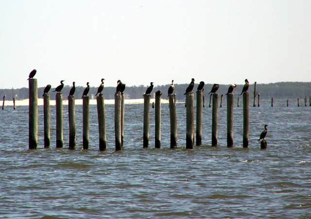 Is there a Cormorant pecking order?