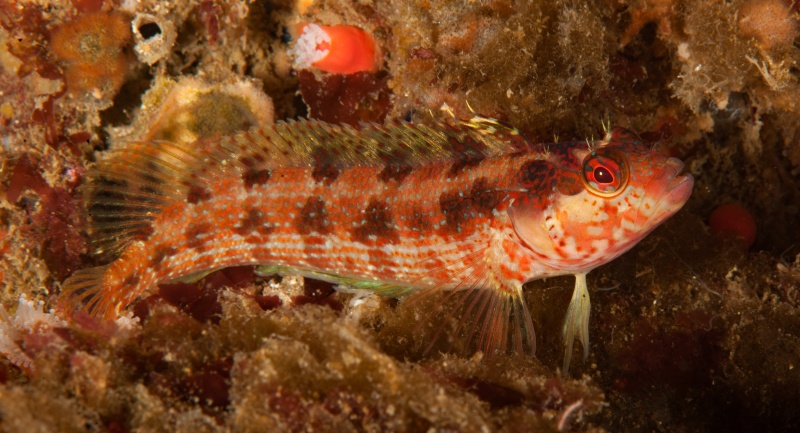 Island kelpfish