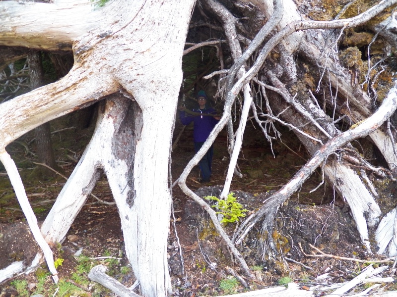 It had created a natural shelter.