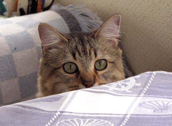 Izzy, peering over the table