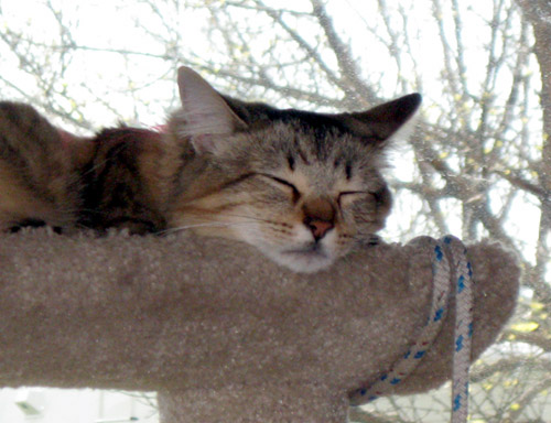 Izzy sleeping