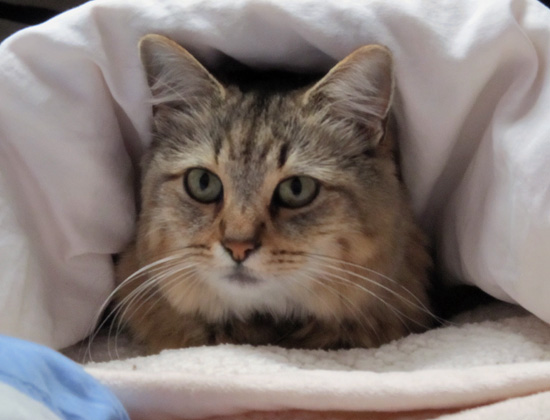 Izzy under the covers