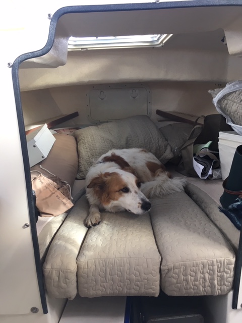 Jack is NOT a sea dog !