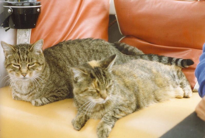 Jeek & Squirrel       Our boat cats on our first boat, a trimaran.