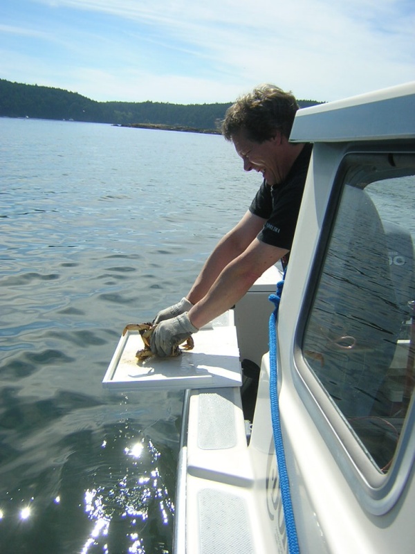 (Jeff and Diane) Jeff\'s Crabs